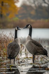 Fototapeta premium two birds stand beside a large pond, in the style of gold and black