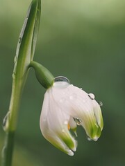 M&auml;rzenbecher mit Regentropfen - Leucojum vernum - Gro&szlig;es Schneegl&ouml;ckchen