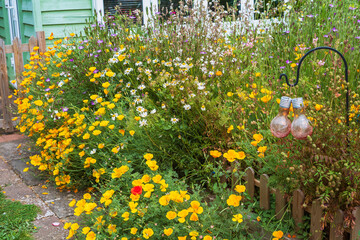 Wild flowers growing in a garden or yard, with a picket fence and green wooden cabin in the background. - 732778896