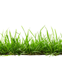 Fototapeta premium Lush green grass