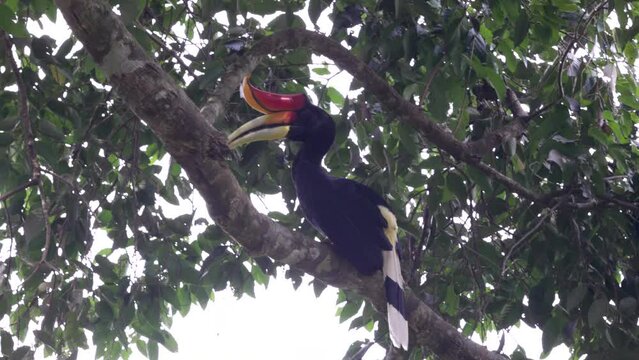 a rhinoceros hornbill perched in the rainforest canopy of gunung leuser national park on sumatra, indonesia