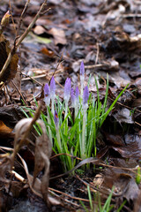 crocus in February