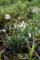 snowdrops in spring