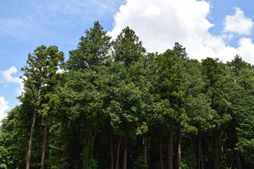 スギの木 針葉樹林