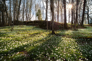 Fototapeta na wymiar Spring scene with flowers in a forest