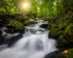 Water stream in the forest