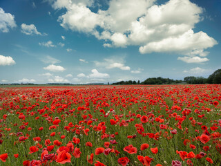 Poppy field in Sweden