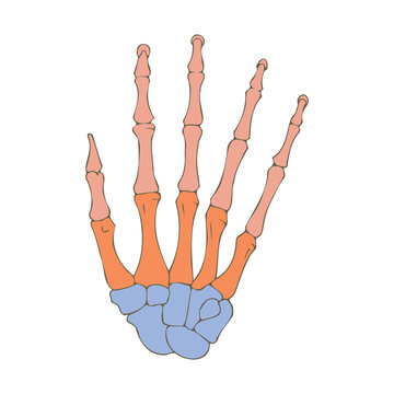 Human hand bones. Medical design. Vector illustration.