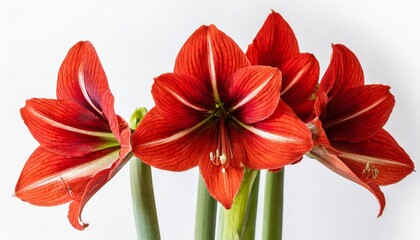 red amaryllis flowers in bloom isolated on a white background