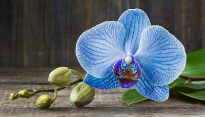 blue flower orchid