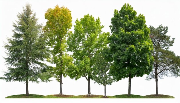 set of 6 small and middle trees sycamore platanus street maple trees isolated png on a transparent background 8k perfectly cutout