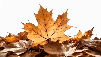 Naklejka na ściany i meble maple fallen leaves heap isolated transparent png autumn season dry brown foliage