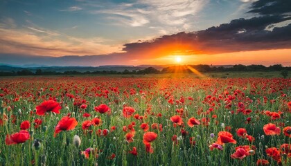 sunset over poppy field