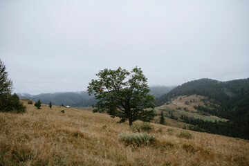 landscape in the mountains