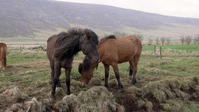 The Icelandic horse, The purity of its breed in freedom field.