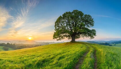 lonely ancient oak tree on a hill amidst a panorama of lush green grasslands at sunrise