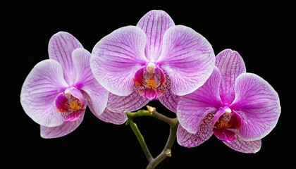 Fototapeta na wymiar phalaenopsis flowers on isolated background with clipping path closeup for design transparent background nature