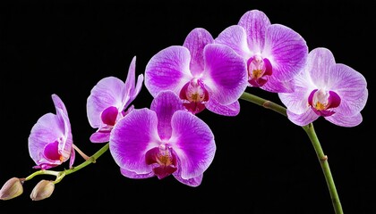 purple orchid flower isolated on transparent background