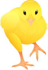 Baby Chick Front View