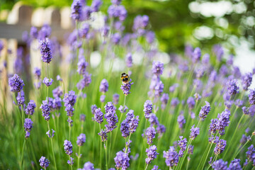 Bumblebee enjoying lavender flowers. Shallow focus with a picket fence in the background. - 732788444