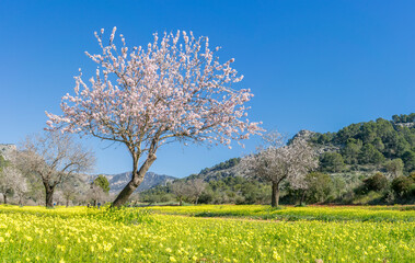 Fototapeta na wymiar Vibrant Springtime Blossoms Amidst a Meadow of Yellow Wildflowers
