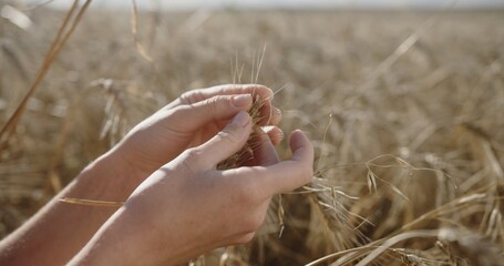 Embrace of the Harvest: Delicate Hands with a Wheat Ear in a Bountiful Field