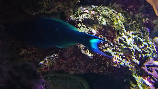 Close up of a tropical  blue nose fish swimming around a reef underwater