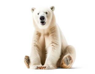 Polar Bear isolated on white transparent background, png	