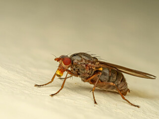 Blumenfliege (Anthomyiidae) mit Verdauungstropfen