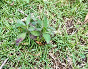 plant and bee in the grass