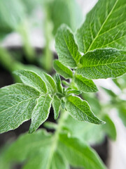 green potato bush growing in a greenhouse