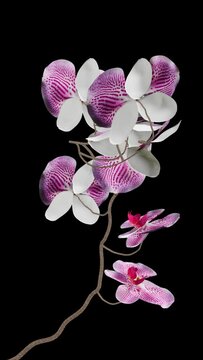 Pink Orchid Flower - Blooming Time Lapse - Branch In Out - Artistic realistic vertical 3D animation isolated on transparent background with alpha channel
