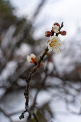 白い梅の花