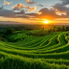 Fotobehang Terraced rice fields in the mountains. views of plants and views of the sun in the morning © muhammad