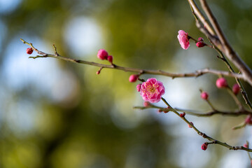 梅の花