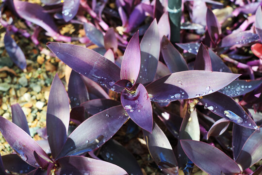 Closeup of Tradescantia Pallida covered with sparkling water droplets on its purple waxy leaves after chilly morning rain in winter, shallow DOF