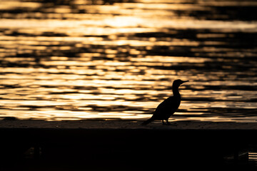 鳥のシルエット