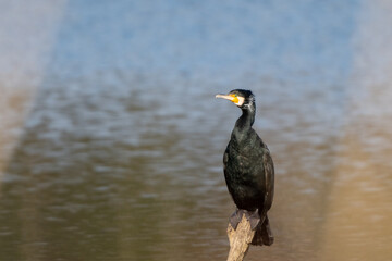 カワウ　野鳥　水