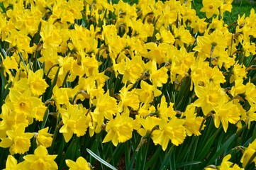 yellow daffodils in spring at Keukenhof, Netherlands	