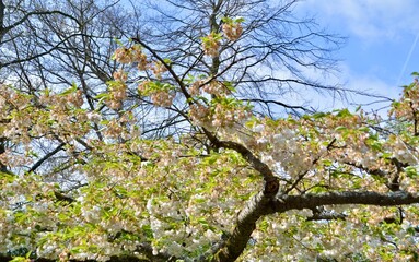 tree in bloom at Keukenhof, Netherlands