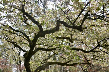 blossom in spring at Keukenhof, Netherlands	