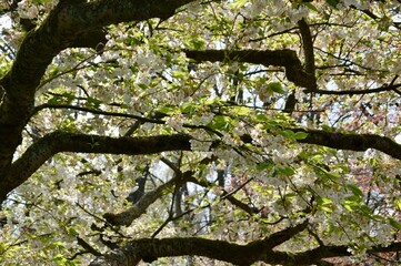Fototapeta premium blooming tree in spring at Keukenhof, Netherlands