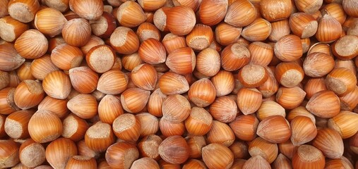Organic hazelnuts background, pattern. Hazelnut in shell isolated. Nuts packaging design, close-up...