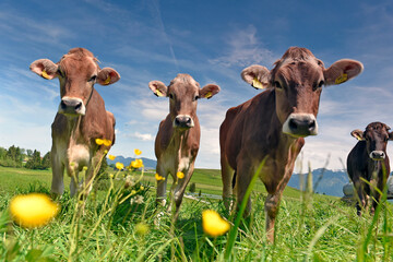 Allgäu