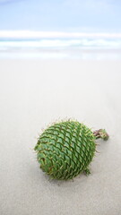 cactus on the sand