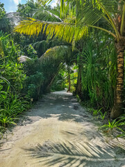 A small sand path with palm trees in the beautiful Maldives.