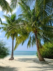 Palm trees on the beautiful beaches of the Indian Ocean in the Maldives.