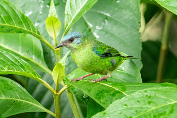 The blue dacnis or turquoise honeycreeper (Dacnis cayana) is a small passerine bird	
