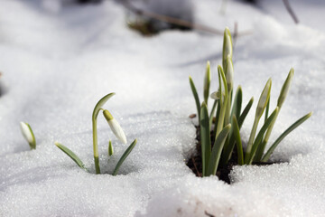 Snowdrops in spring among the snow. Flower background. A bush of early spring flowers