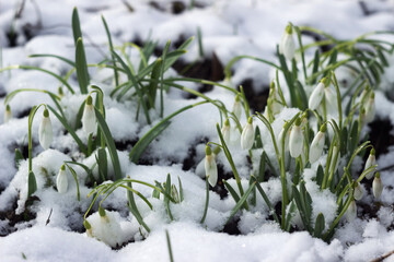 Snowdrops in spring among the snow. Floral background. Awakening of nature